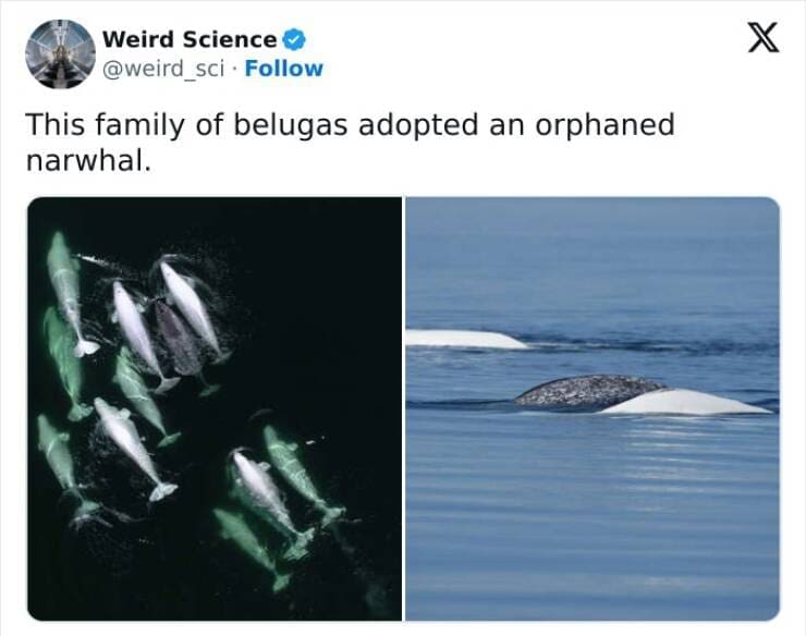 Weird science facts. This family of belugas adopted an orphaned narwhal.