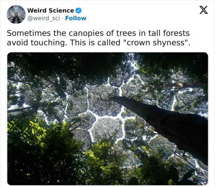 Weird science facts. Sometimes the canopies of trees in tall forests avoid touching. This is called "crown shyness"
