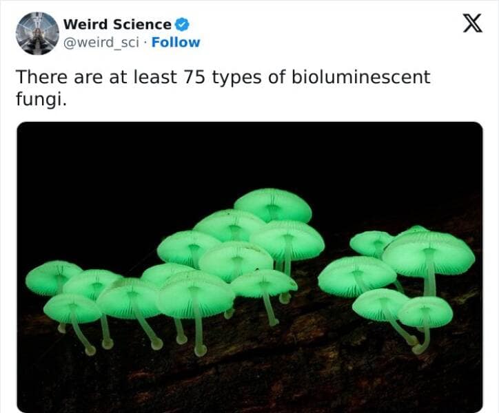 Weird science facts. There are at least 75 types of bioluminescent fungi.