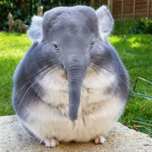 37 Funny Animal Hybrid Mashups You Wish Were Real 37 Funny Animal Hybrid Mashups You Wish Were Real