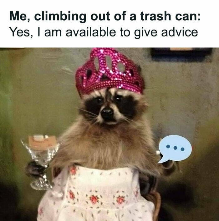 animal memes, pet memes, funny animal pictures, hilarious pet moments, animal jokes, pet humor, funny animal memes