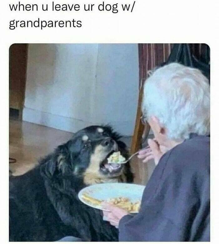 animal memes, pet memes, funny animal pictures, hilarious pet moments, animal jokes, pet humor, funny animal memes