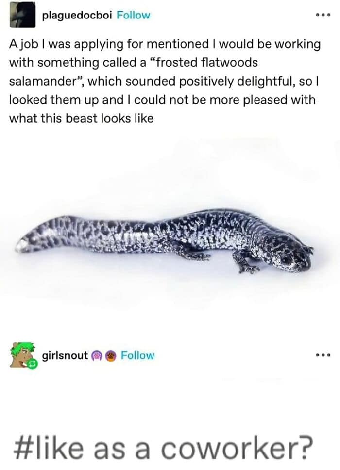 animal memes, funny animal jokes, pet humor, wildlife memes, creature comedy, furry funnies, zoological humor