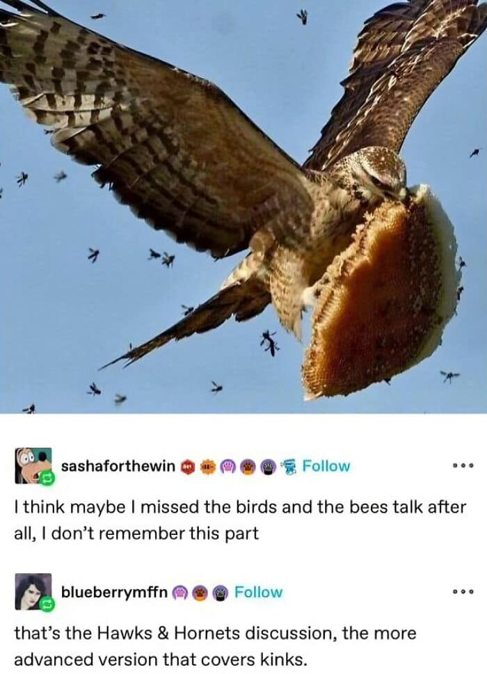 animal memes, funny animal jokes, pet humor, wildlife memes, creature comedy, furry funnies, zoological humor