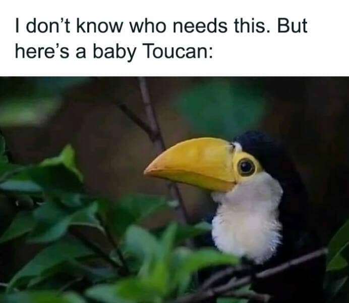 animal memes, pet memes, funny animal pictures, hilarious pet moments, animal jokes, pet humor, funny animal memes