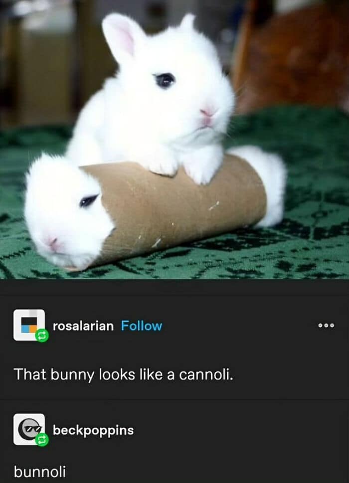 animal memes, funny animal jokes, pet humor, wildlife memes, creature comedy, furry funnies, zoological humor