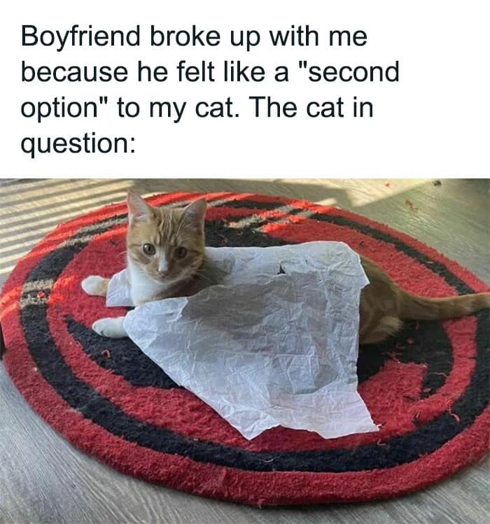 animal memes, funny animal jokes, pet humor, wildlife memes, creature comedy, furry funnies, zoological humor