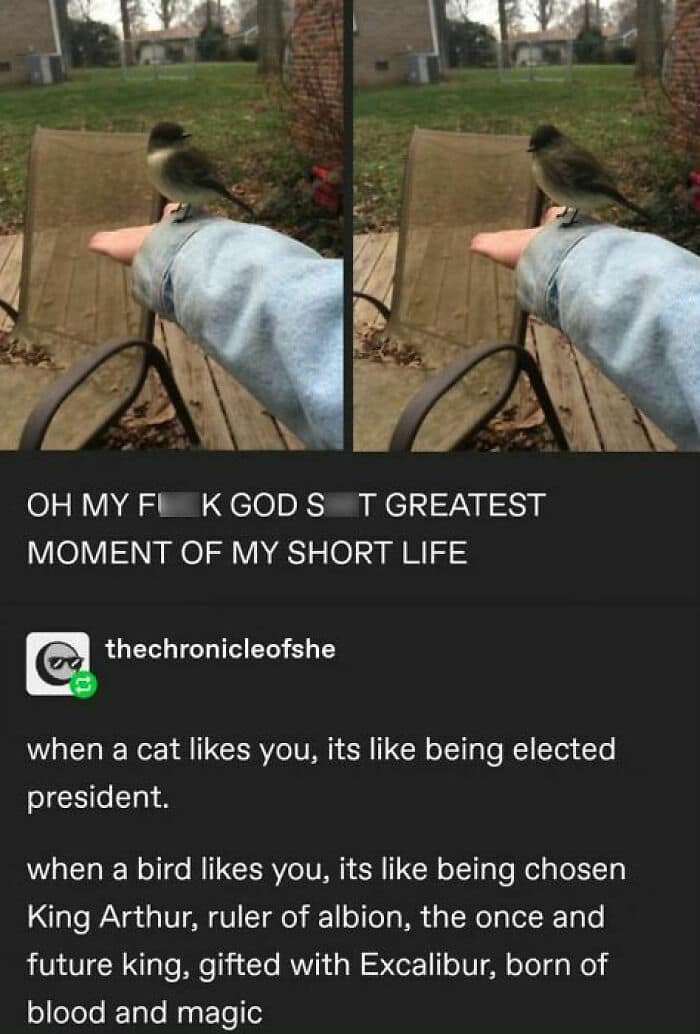 animal memes, funny animal jokes, pet humor, wildlife memes, creature comedy, furry funnies, zoological humor