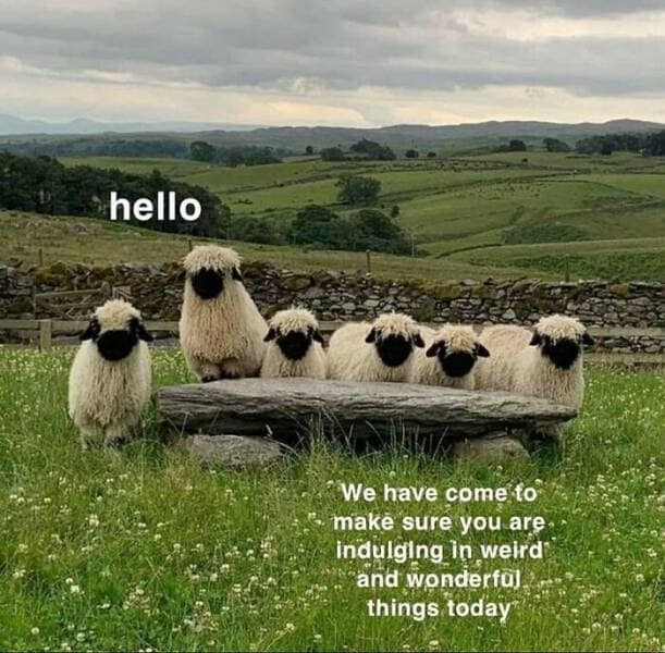 animal memes, pet memes, funny animal pictures, hilarious pet moments, animal jokes, pet humor, funny animal memes