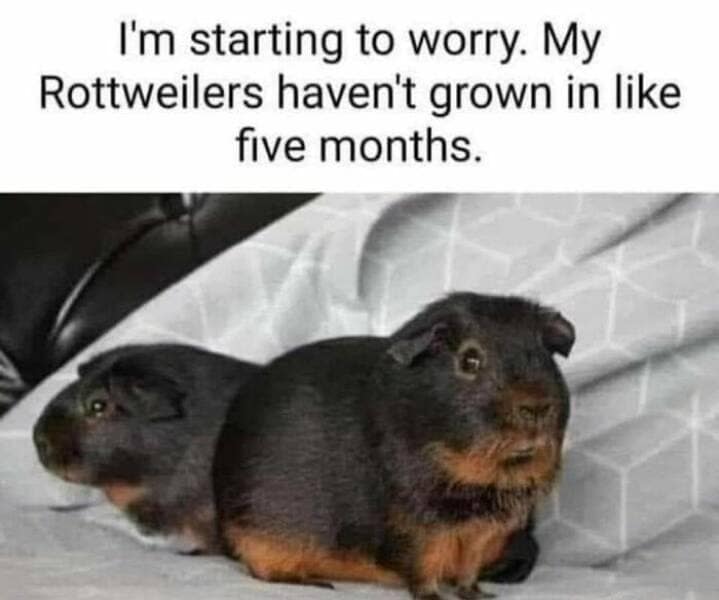 animal memes, pet memes, funny animal pictures, hilarious pet moments, animal jokes, pet humor, funny animal memes