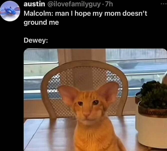 animal memes, pet memes, funny animal pictures, hilarious pet moments, animal jokes, pet humor, funny animal memes