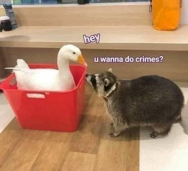 animal memes, pet memes, funny animal pictures, hilarious pet moments, animal jokes, pet humor, funny animal memes