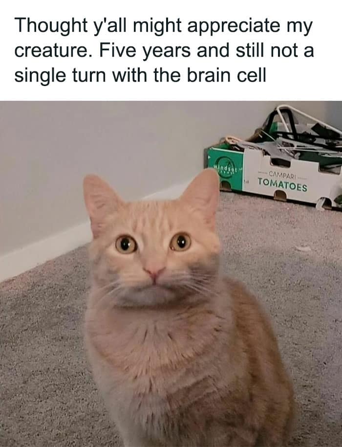 animal memes, funny animal jokes, pet humor, wildlife memes, creature comedy, furry funnies, zoological humor