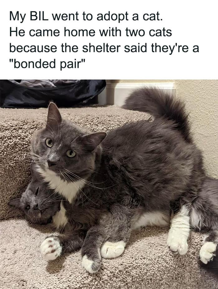 animal memes, funny animal jokes, pet humor, wildlife memes, creature comedy, furry funnies, zoological humor