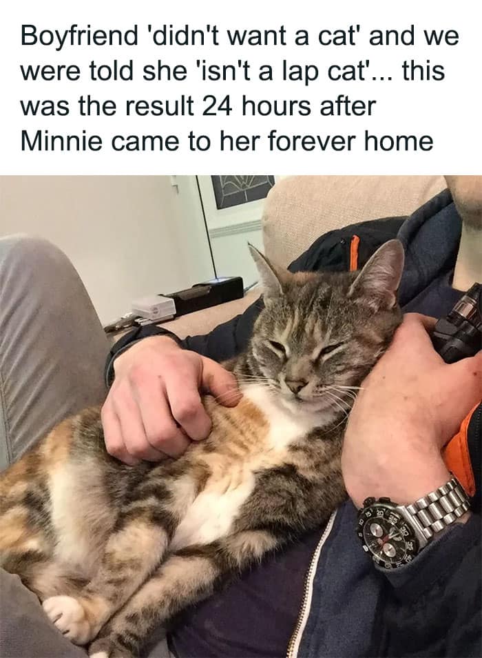 animal memes, funny animal jokes, pet humor, wildlife memes, creature comedy, furry funnies, zoological humor