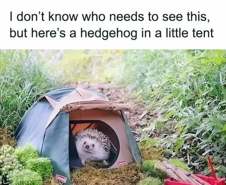 animal memes, grumpy animals, grumpy cat memes, pet memes, funny animal memes