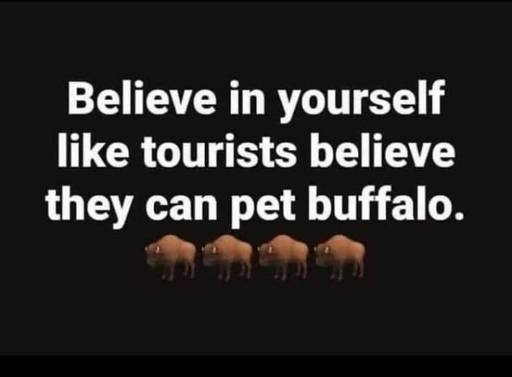 animal memes, grumpy animals, grumpy cat memes, pet memes, funny animal memes