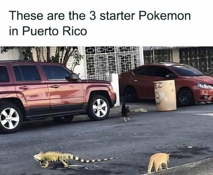 animal memes, grumpy animals, grumpy cat memes, pet memes, funny animal memes