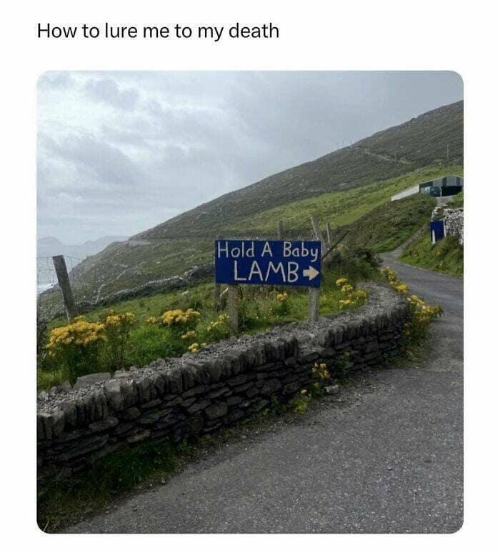 animal memes, grumpy animals, grumpy cat memes, pet memes, funny animal memes