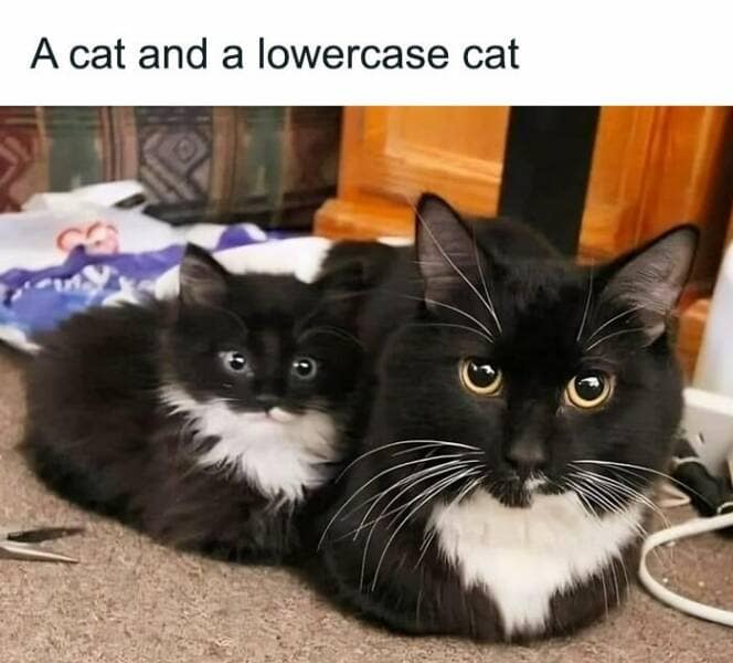 animal memes, grumpy animals, grumpy cat memes, pet memes, funny animal memes