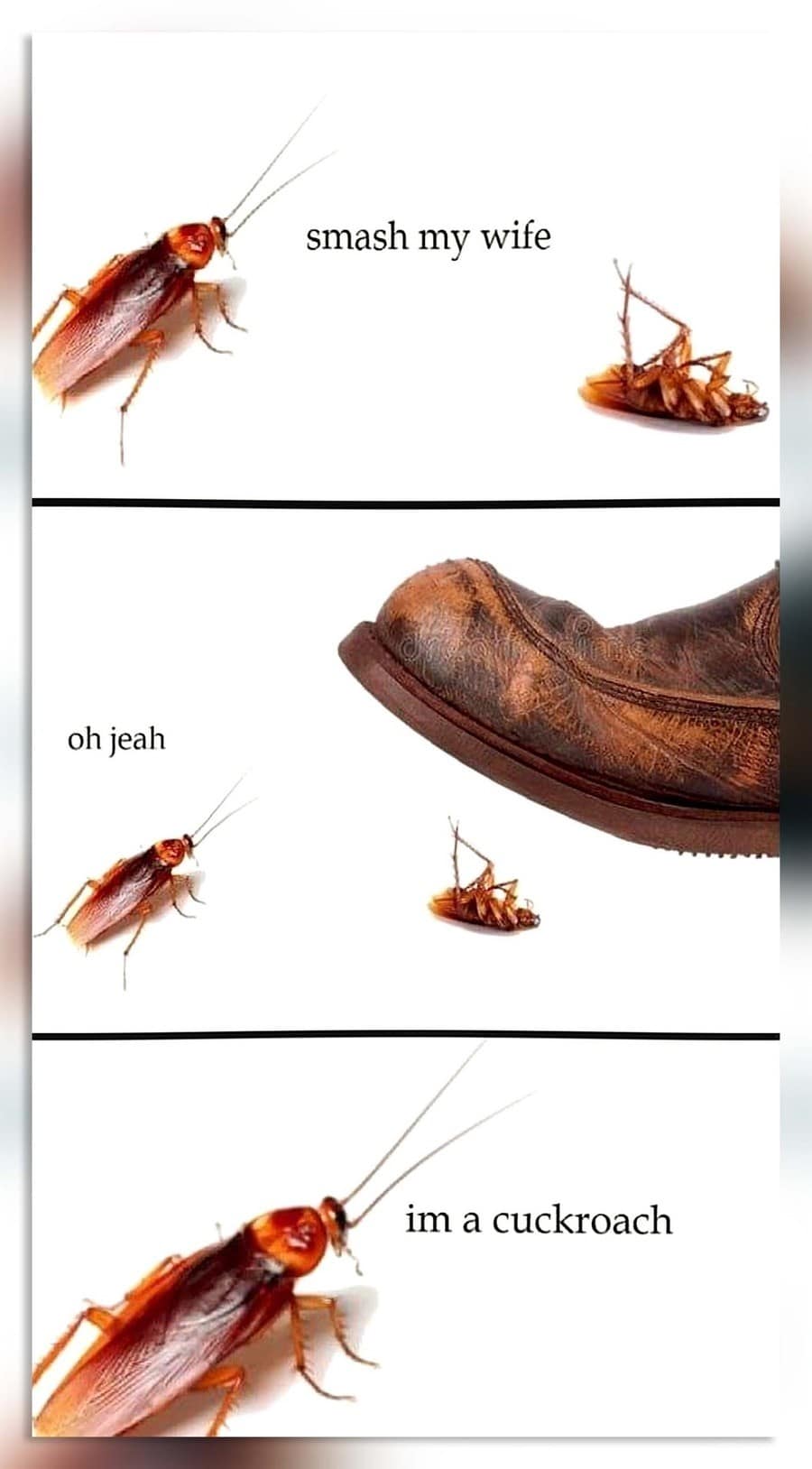 funny memes, funny photos, funniest pictures