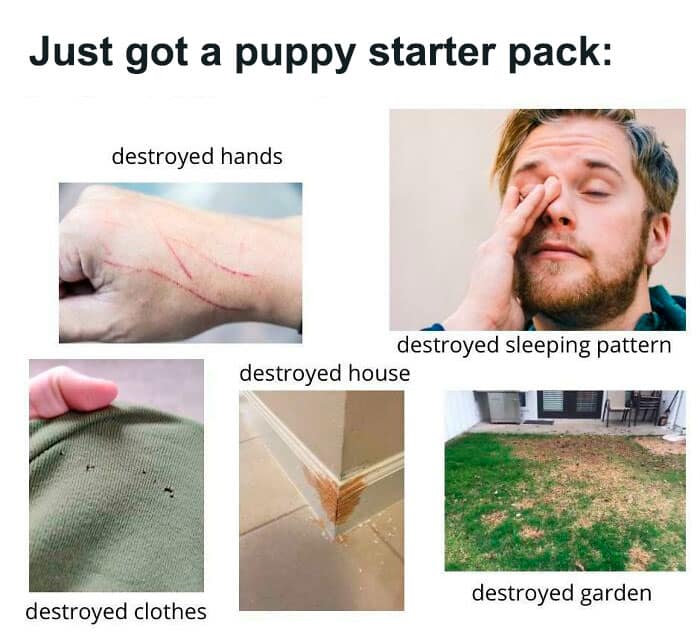 Just got a puppy starter pack: