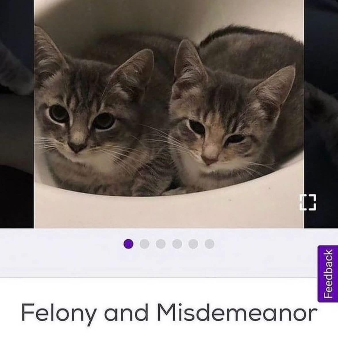 meme dump, hilarious memes, funny memes