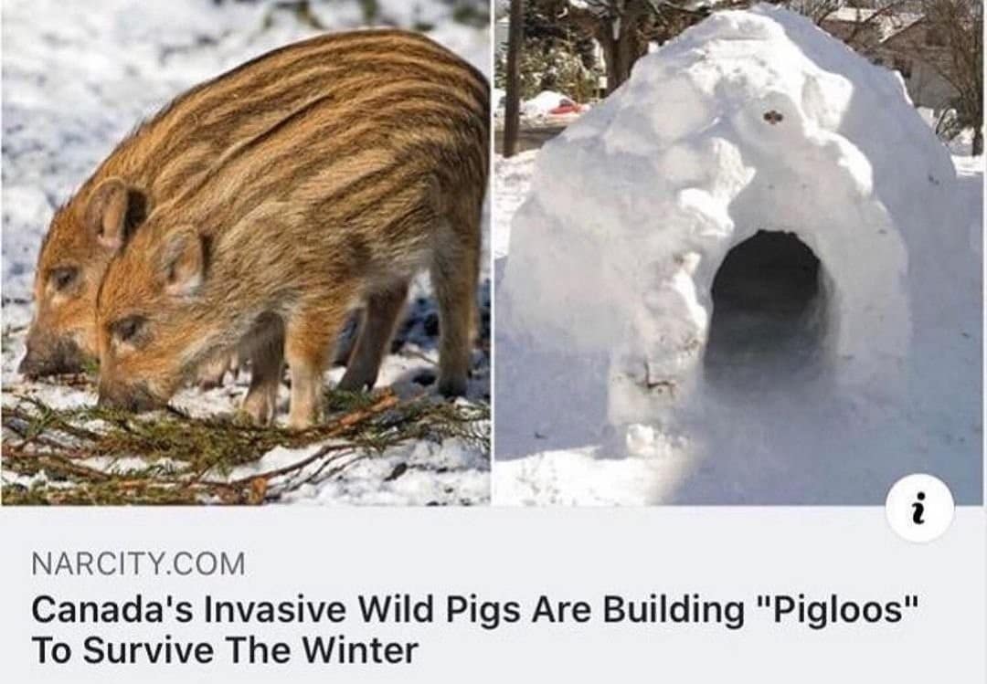 meme dump, funny memes, hilarious memes, Weekend Memes, Hilarious Pictures, LOL-worthy Memes, Trendy Memes, Viral Content