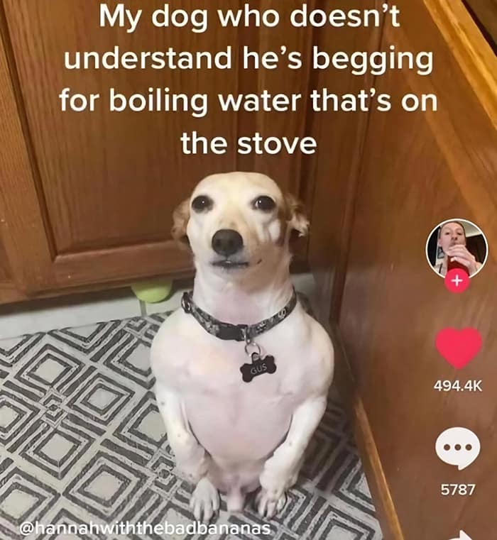 meme dump, funny memes, hilarious memes