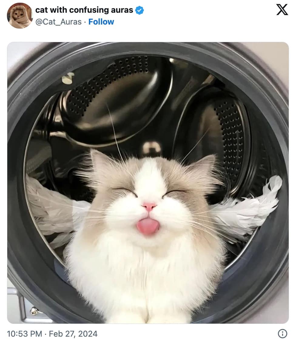 pet memes, animal memes, funny pet tweets, cute pet pictures, pet tweets, hilarious pet tweets, adorable pet pics, cute animal photos