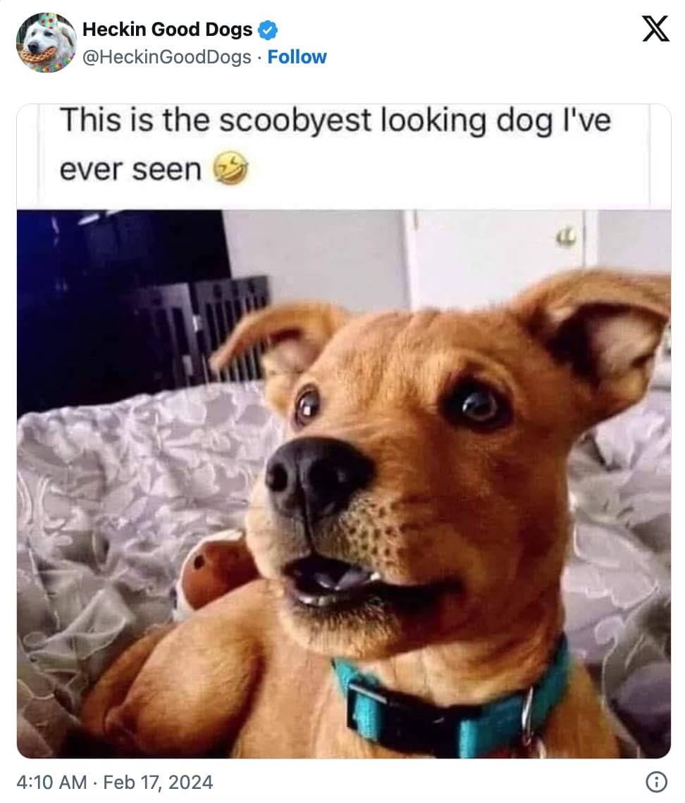 pet memes, animal memes, funny pet tweets, cute pet pictures, pet tweets, hilarious pet tweets, adorable pet pics, cute animal photos