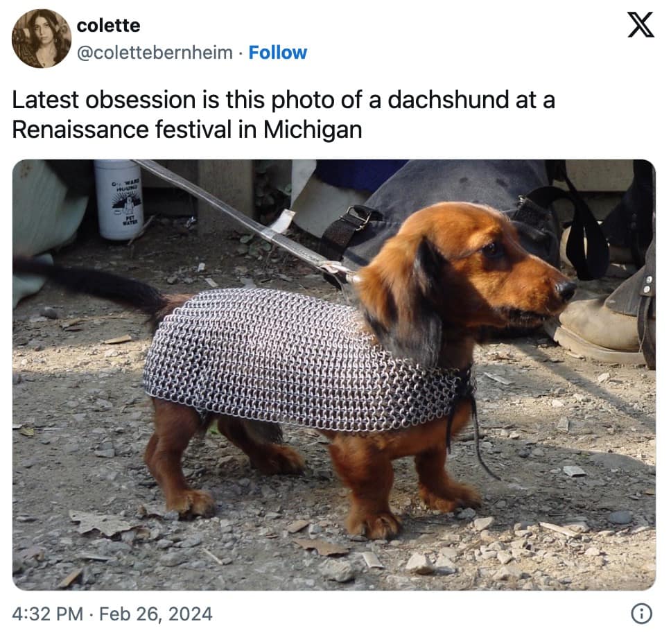 pet memes, animal memes, funny pet tweets, cute pet pictures, pet tweets, hilarious pet tweets, adorable pet pics, cute animal photos