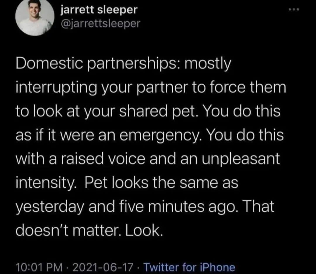 relationship memes. Domestic partnerships: mostly interrupting your partner to force them to look at your shared pet. You do this as if it were an emergency. You do this with a raised voice and an unpleasant intensity. Pet looks the same as yesterday and five minutes ago. That doesn't matter. Look.