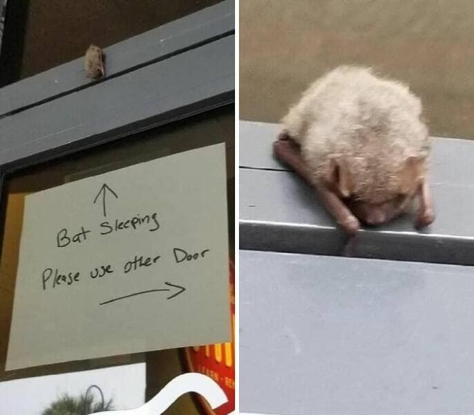 wholesome memes, heartwarming memes, uplifting memes, Feel-good memes, Positive memes, kindness memes