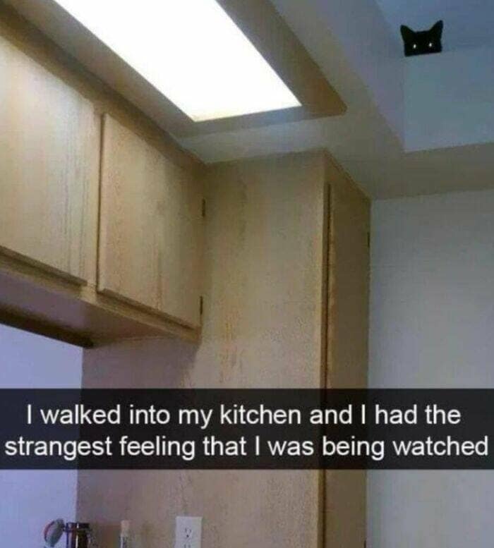 wholesome memes, heartwarming memes, uplifting memes, Feel-good memes, Positive memes, kindness memes