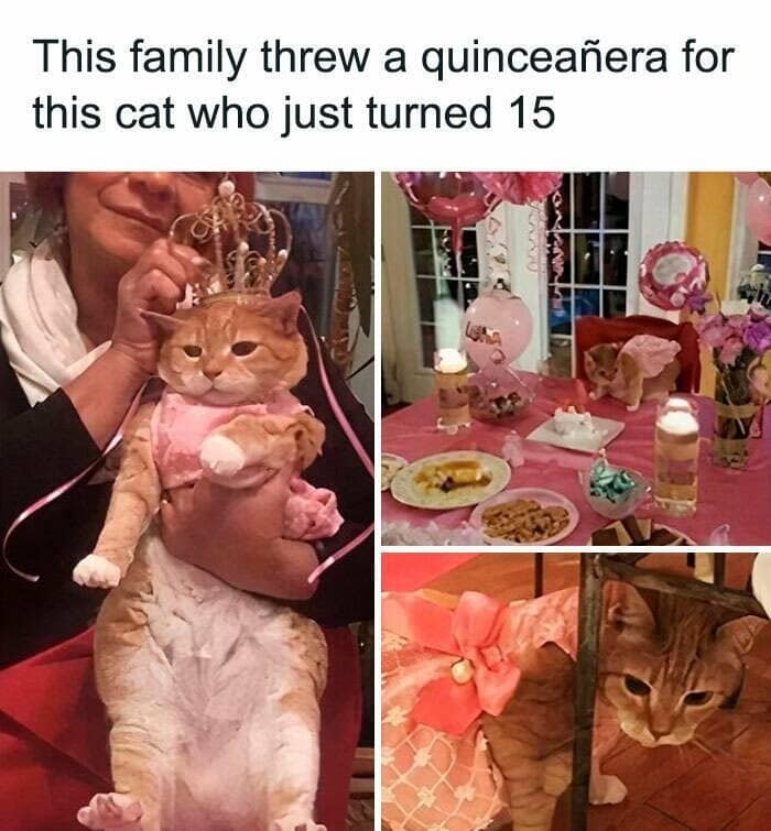 wholesome memes, heartwarming memes, uplifting memes, Feel-good memes, Positive memes, kindness memes