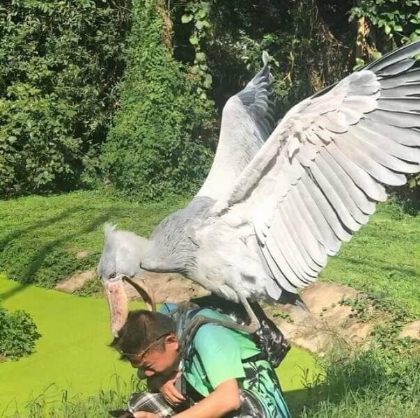 birds wit threatening auras, funny bird memes, intense animal pics, humorous wildlife photos, intimidating bird photos, menacing bird memes, animal attitude memes