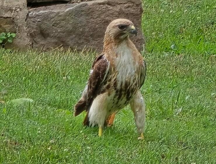 birds wit threatening auras, funny bird memes, intense animal pics, humorous wildlife photos, intimidating bird photos, menacing bird memes, animal attitude memes