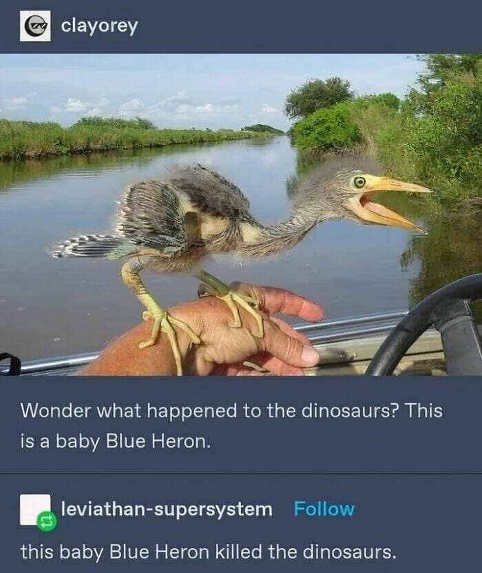 birds wit threatening auras, funny bird memes, intense animal pics, humorous wildlife photos, intimidating bird photos, menacing bird memes, animal attitude memes