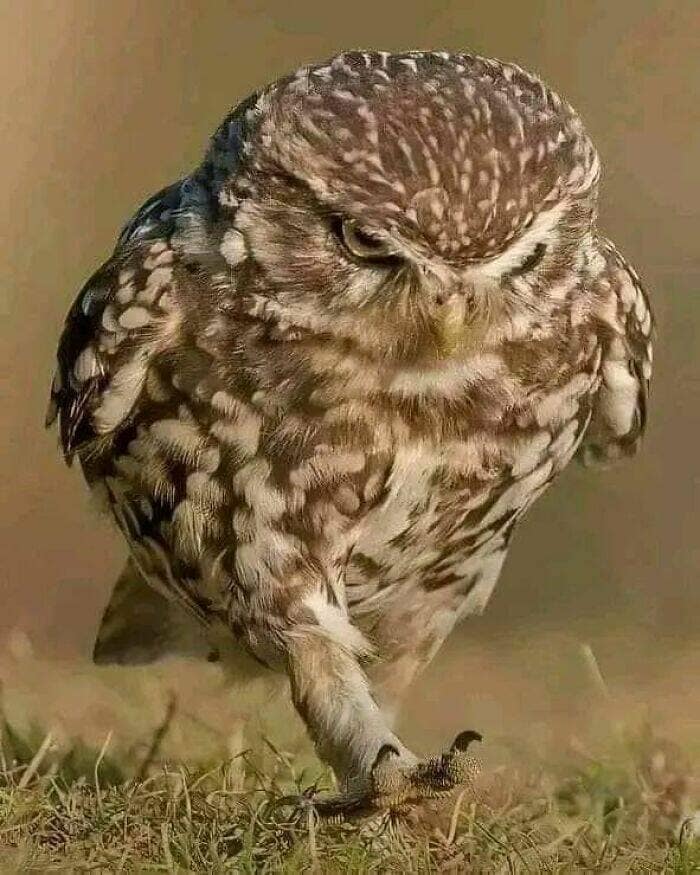 birds wit threatening auras, funny bird memes, intense animal pics, humorous wildlife photos, intimidating bird photos, menacing bird memes, animal attitude memes