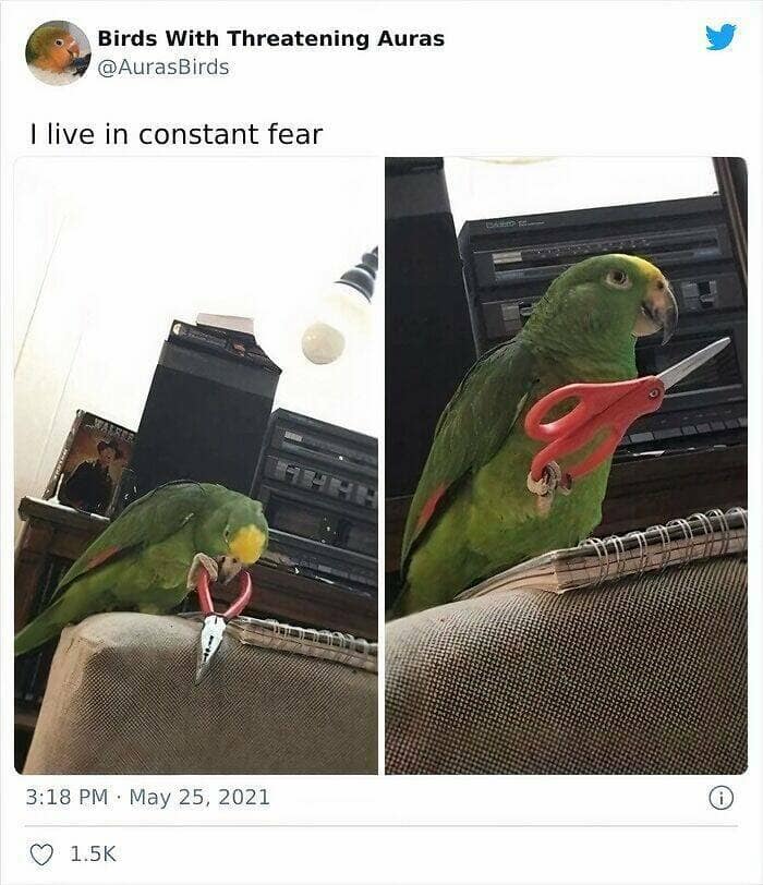 birds wit threatening auras, funny bird memes, intense animal pics, humorous wildlife photos, intimidating bird photos, menacing bird memes, animal attitude memes