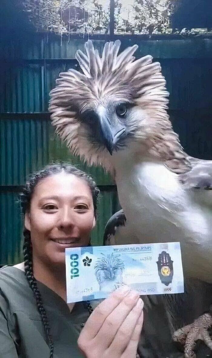 birds wit threatening auras, funny bird memes, intense animal pics, humorous wildlife photos, intimidating bird photos, menacing bird memes, animal attitude memes