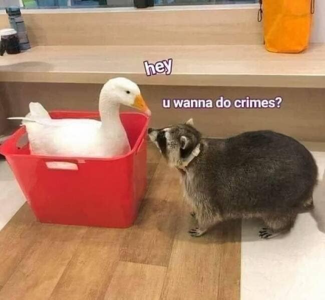 birds wit threatening auras, funny bird memes, intense animal pics, humorous wildlife photos, intimidating bird photos, menacing bird memes, animal attitude memes