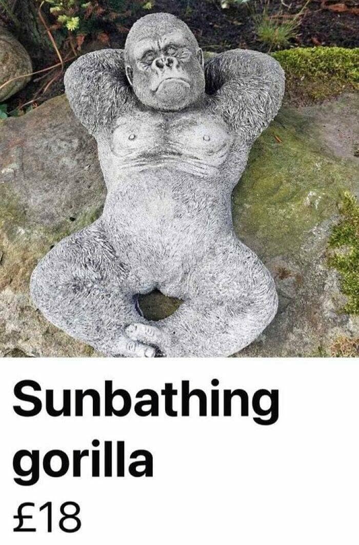 Sunbathing gorilla