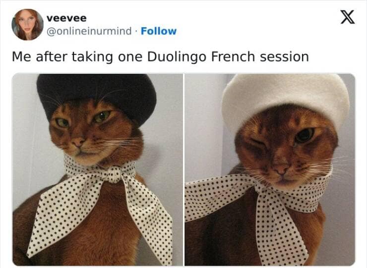 duolingo memes, language learning jokes, app humor, motivational memes