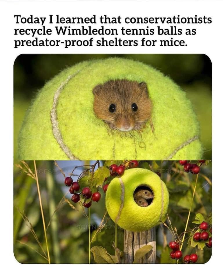 funny memes. Today I learned that conservationists recycle Wimbledon tennis balls as predator-proof shelters for mice.
