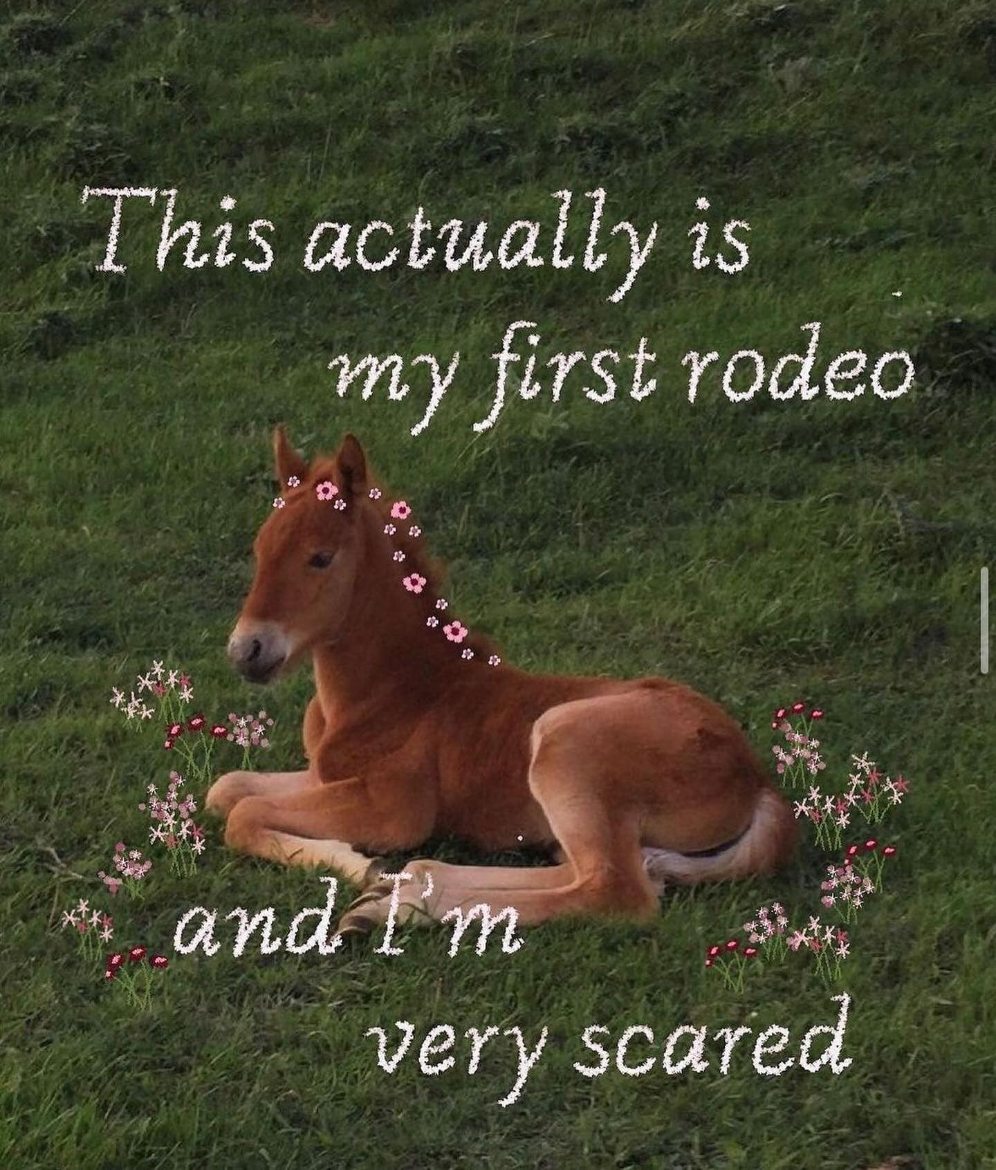 funny pics. This actually is my first rodeo and Im very scared