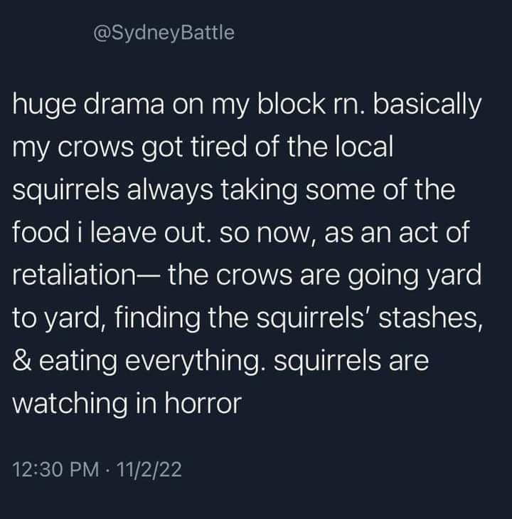 funny pics. huge drama on my block rn. basically my crows got tired of the local squirrels always taking some of the food i leave out. so now, as an act of retaliation- the crows are going yard to yard, finding the squirrels' stashes, & eating everything. squirrels
