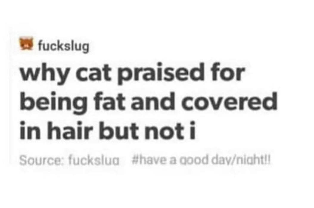 funny pics. why cat praised for being fat and covered in hair but not