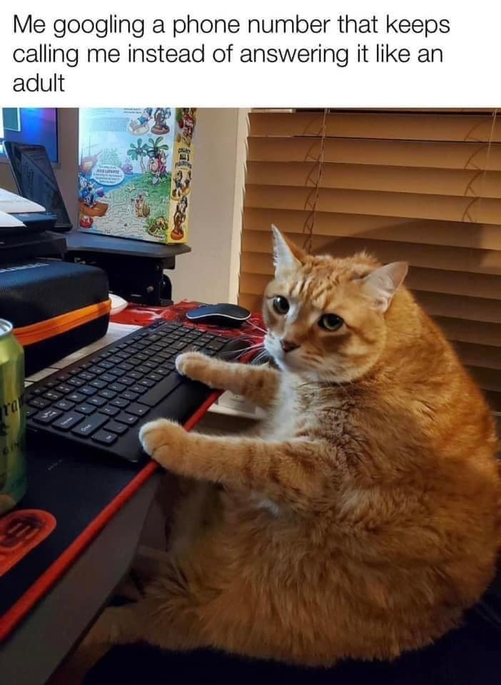 funny pics. Me googling a phone number that keeps calling me instead of answering it like an adult